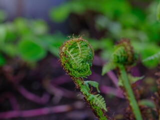 Close-up photograph of a young fern frond unfurling naturally in a vibrant green environment, symbolizing growth and nature.