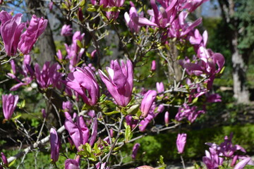 Obraz premium Vibrant magnolia blossoms in madrid botanical garden on a sunny day. Magnolia liliflora Nigra. Beautiful tree with pink flowers