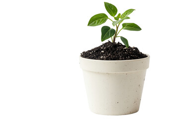 Small Green Plant in Off White Pot, PNG