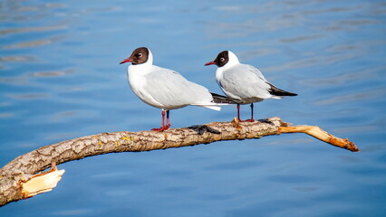 seagull on the beach