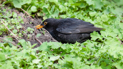 blackbird on the grass