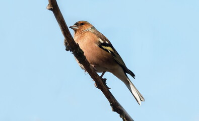 blue tit on branch