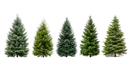 Five evergreen trees stand tall against black background, cut out transparent