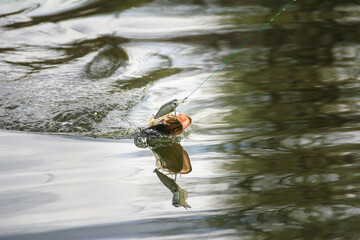 Pike Fish Being Reeled In Using a Colorful Fishing Lure on a Serene Lake