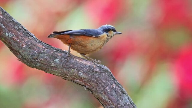 White-Tailed Nuthatch. 
The White-Tailed Nuthatch Nature's Little Climbe