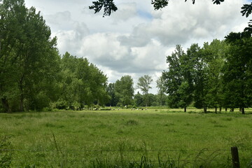 L'une des prairies longeant le domaine provincial De Gravers à Schendelbeke (Geraardbergen )