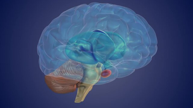 Thalamus Processing Sensory Signals for Brain Function