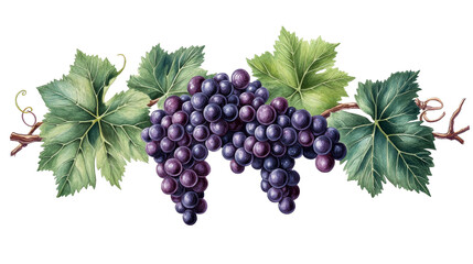 Watercolor painted purple grapes and vine branch, cut out transparent