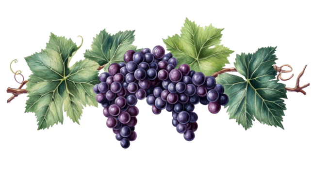 Watercolor painted purple grapes and vine branch, cut out transparent
