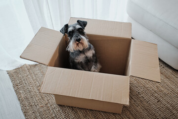 Miniature schnauzer sitting in cardboard box at home