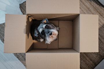 Miniature schnauzer sitting in cardboard box awaiting relocation