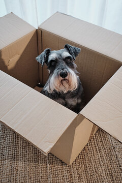 Miniature schnauzer sitting in cardboard box, pet moving to new home