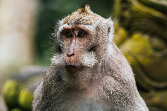 Close up of a monkey thoughtful gaze in natural habitat
