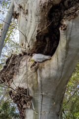 White pigeon/dove in a crook in a tree