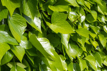 Sunlit common ivy leaves