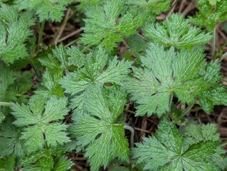 Leaves of Rock Crane's-bill (Geranium macrorrhizum)