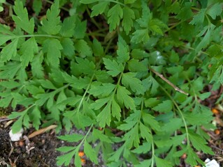 Leaves of Welsh Poppy (Papaver cambricum)