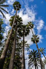 Vertical view of tall palm trees against a blue sky