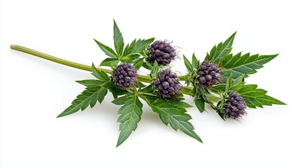 A bunch of beautiful purple flowers isolated on white background in a realistic high quality photography capture