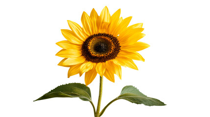 Fototapeta premium Isolated sunflower with yellow petals, detailed botanical , cut out transparent