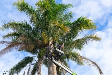 Fotobehang Professional arborist with chainsaw trimming fronds and seedpods from tall queen palm trees © Brian Scantlebury