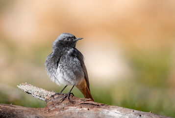 Fototapeta premium common blackbird on a branch