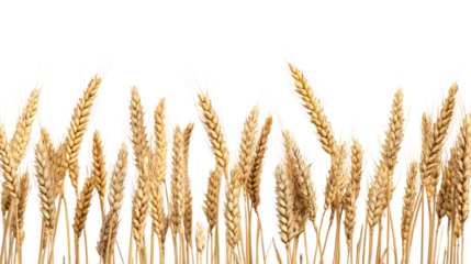 Ripe golden wheat ears isolated on black background, cut out transparent