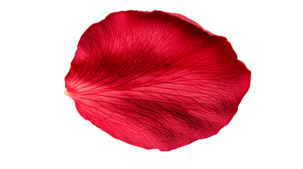 Detailed red petal with natural veins on dark background, cut out transparent