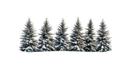 Snowy Spruce Forest in Winter Landscape, Cut Out Transparent