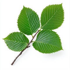 Fototapeta premium Isolated image of a slippery elm leaf on a branch against a white background highlighting its unique leaf structure