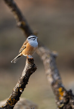 Rock bunting perched on a mossy branch in soft light