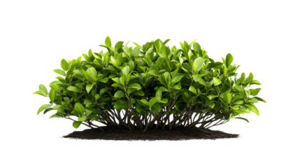 Bush with lush green foliage in soil, cut out transparent