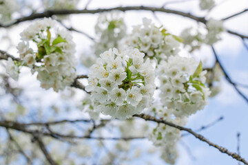 Cherry tree blooms with white flowers in early spring in the garden