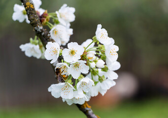 Cherry tree blooms with white flowers in early spring in the garden