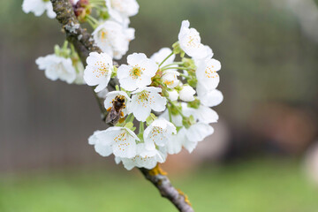 Cherry tree blooms with white flowers in early spring in the garden
