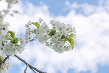 Cherry tree blooms with white flowers in early spring in the garden