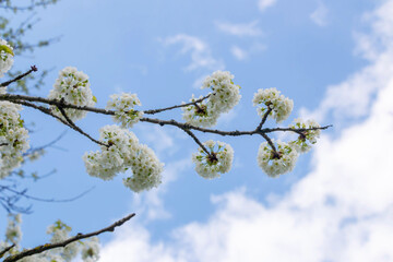 Cherry tree blooms with white flowers in early spring in the garden