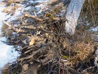 Close-up of Exposed Tree Roots and Soil Erosion on Mountain Trail with Melting Snow Patches