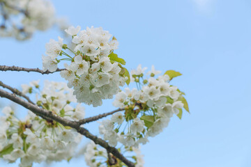 Cherry tree blooms with white flowers in early spring in the garden