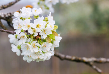 Cherry tree blooms with white flowers in early spring in the garden