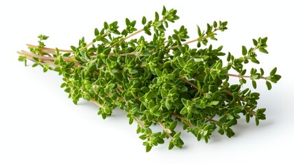 Obraz premium Fresh bunch of green spica captured in high quality isolated on a white background displaying its natural charm