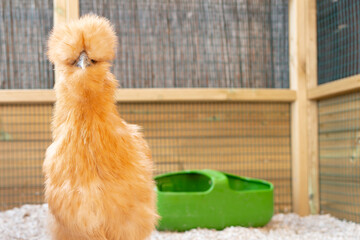 Unusual, young golden silkie bantam hen seen looking inquisitively at the photographer in her...