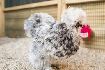 Close-up of a Silkie Bantam Hen seen in her large, clean enclosure. Seen on fresh wood-shavings,...