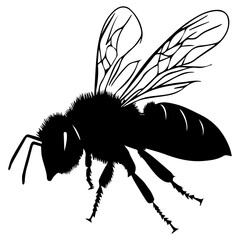 Obraz premium Flying Bee Design, Bee Clipart Design, Anthophila isolated, ‎Honey Bee Illustration, Cute Bee Graphics, isolated on white background 