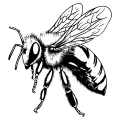 Flying Bee Design, Bee Clipart Design, Anthophila isolated, &lrm;Honey Bee Illustration, Cute Bee Graphics, isolated on white background 