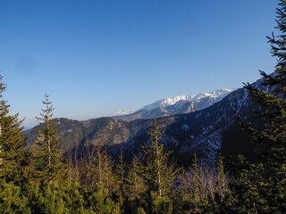 Majestic Snow-Capped Mountain Peaks Rising Above Coniferous Forest on Clear Winter Day with Blue Sky