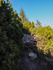 Winding Mountain Trail Through Dense Evergreen Forest Leading Upward Toward Sun-Dappled Summit