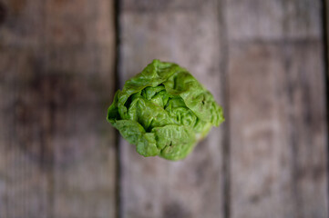 Raw organic Belgian endive ready to use on wooden table