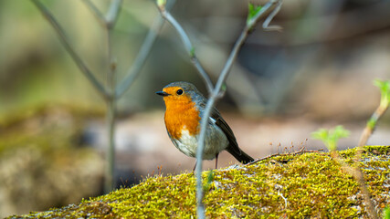 a small bird with a distinctive orange breast, the robin (Erithacus rubecula)