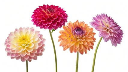"A high-resolution set of real, multicolored dwarf dahlia blooms, each flower head carefully cut out and placed on a transparent background for seamless design use."